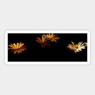 African Daisies Color Pop on Black Background Sticker